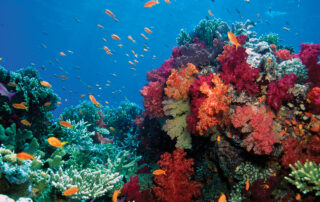Vibrant colored coral reef with different shades red, pink, green, blue and many small orange fish